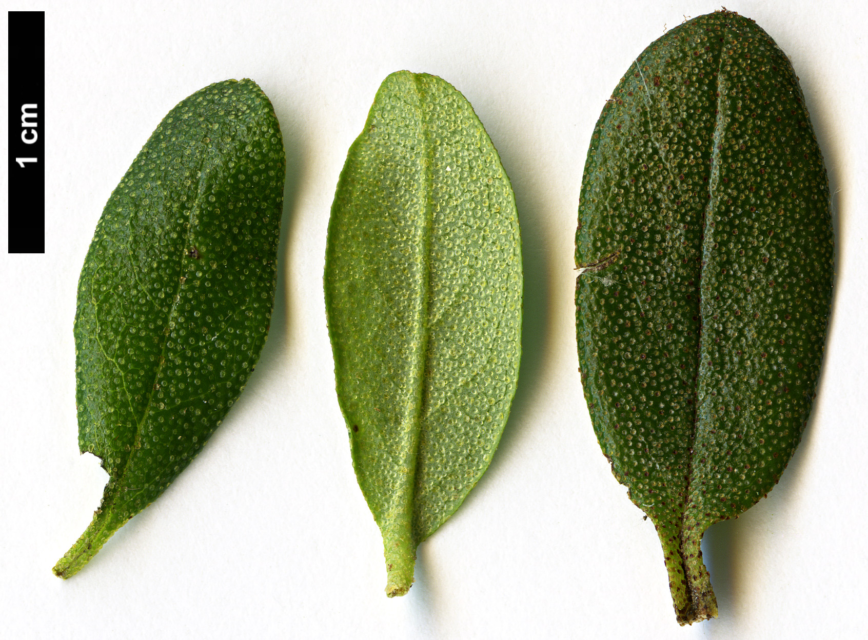 High resolution image: Family: Ericaceae - Genus: Rhododendron - Taxon: russatum - SpeciesSub: 'Collingwood Ingram'